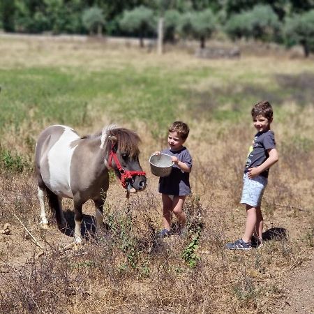 Arca Dos Animais - Farming & Spa Pensionat Castelo Branco  Eksteriør billede