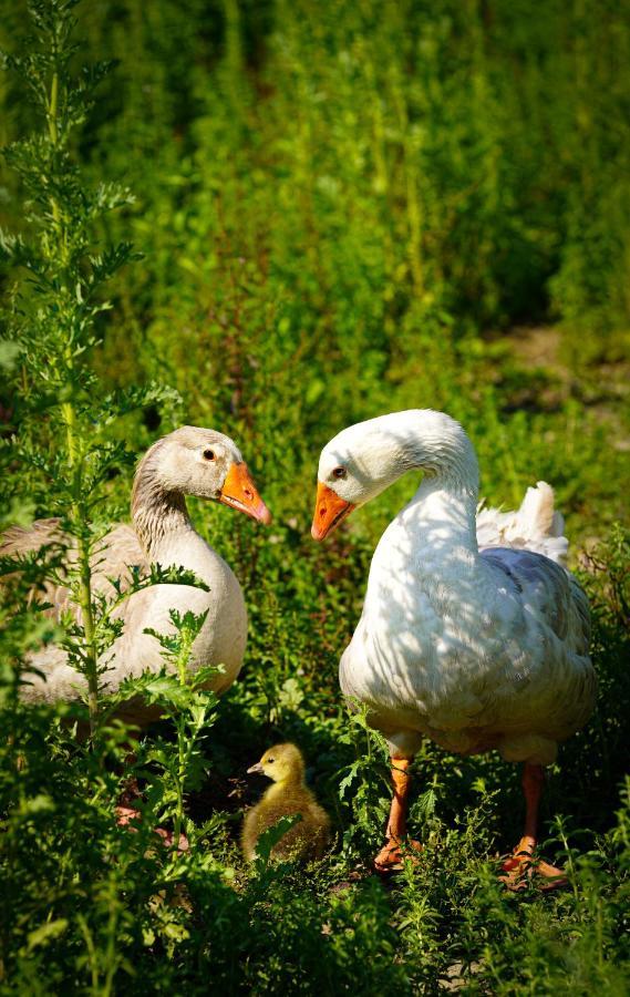 Arca Dos Animais - Farming & Spa Pensionat Castelo Branco  Eksteriør billede