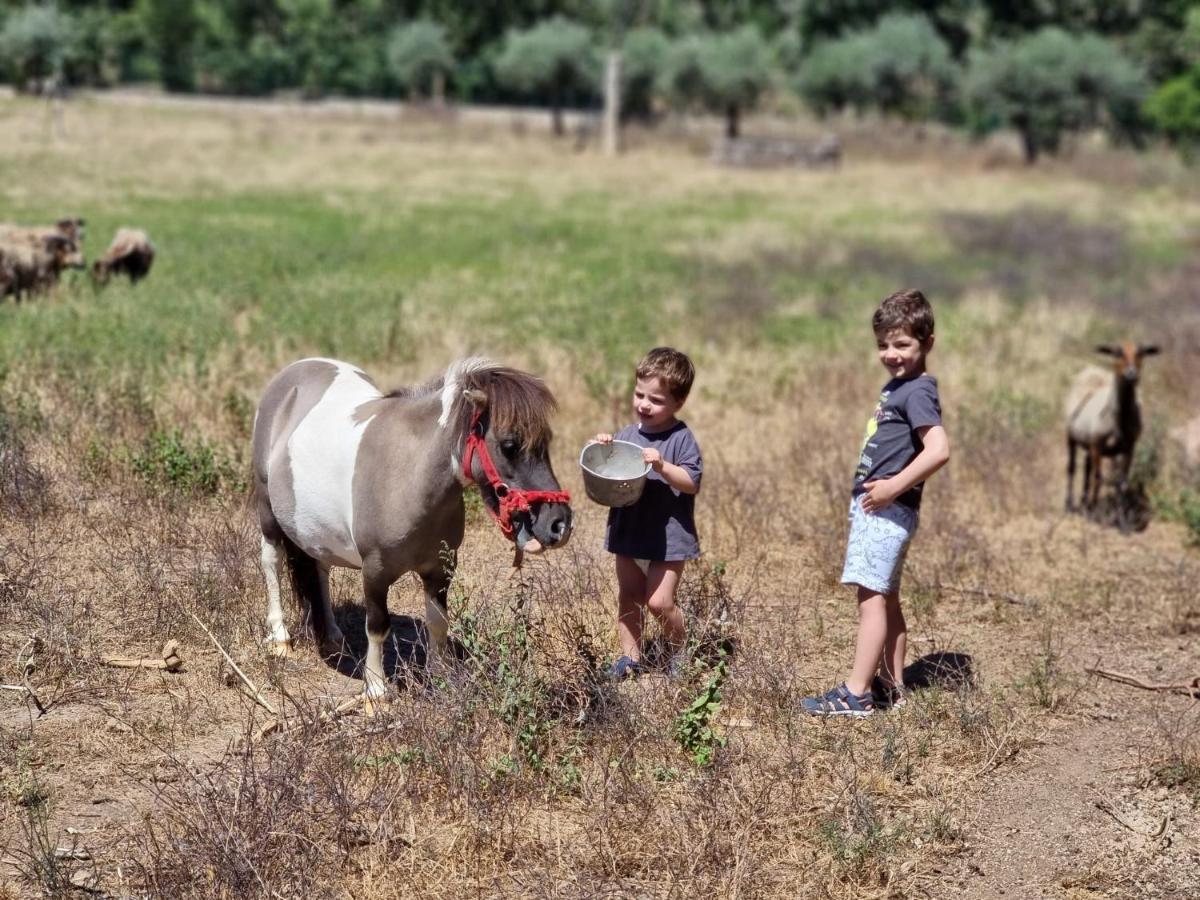 Arca Dos Animais - Farming & Spa Pensionat Castelo Branco  Eksteriør billede