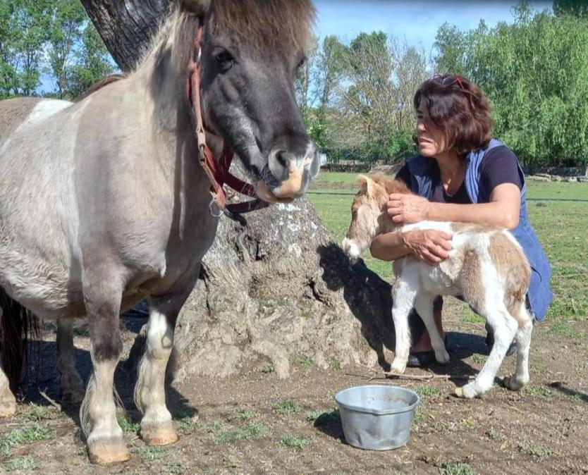 Arca Dos Animais - Farming & Spa Pensionat Castelo Branco  Eksteriør billede